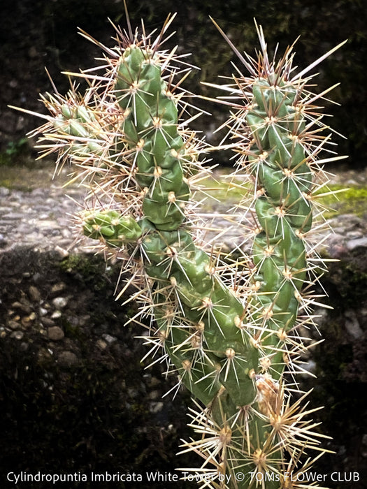 Cylindropuntia Imbricata White Tower, Tree Cholla, organically grown hardy, low maintenance succulent plants and cactus for sale at TOMs FLOWer CLUB.