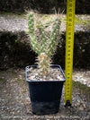 Cylindropuntia Imbricata White Tower, Tree Cholla, organically grown hardy, low maintenance succulent plants and cactus for sale at TOMs FLOWer CLUB.