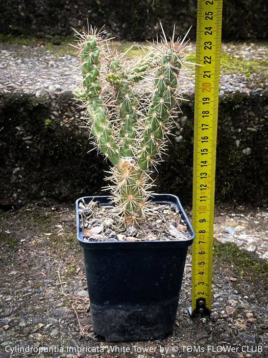 Cylindropuntia Imbricata White Tower, Tree Cholla, organically grown hardy, low maintenance succulent plants and cactus for sale at TOMs FLOWer CLUB.