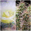 Cylindropuntia Imbricata White Tower, Tree Cholla, organically grown hardy, low maintenance succulent plants and cactus for sale at TOMs FLOWer CLUB.