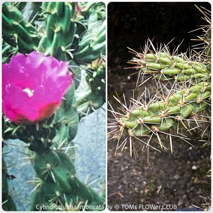 Cylindropuntia Imbricata