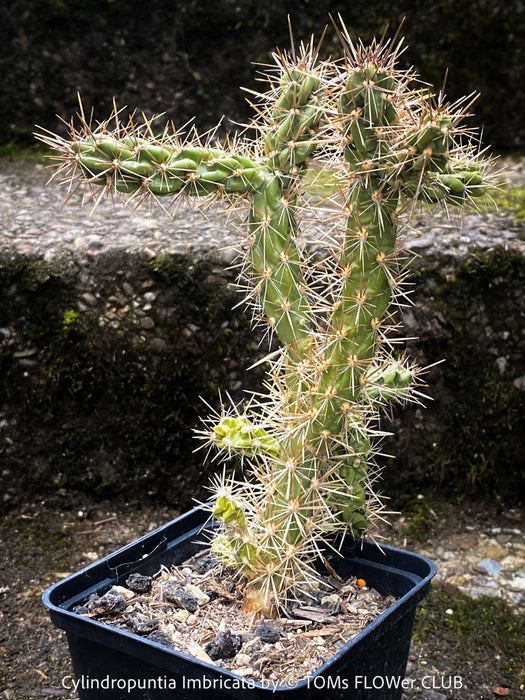Cylindropuntia Imbricata