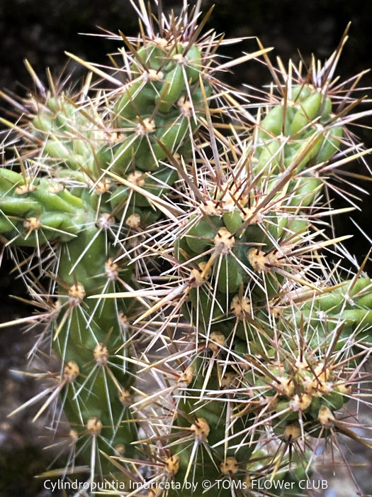 Cylindropuntia Imbricata