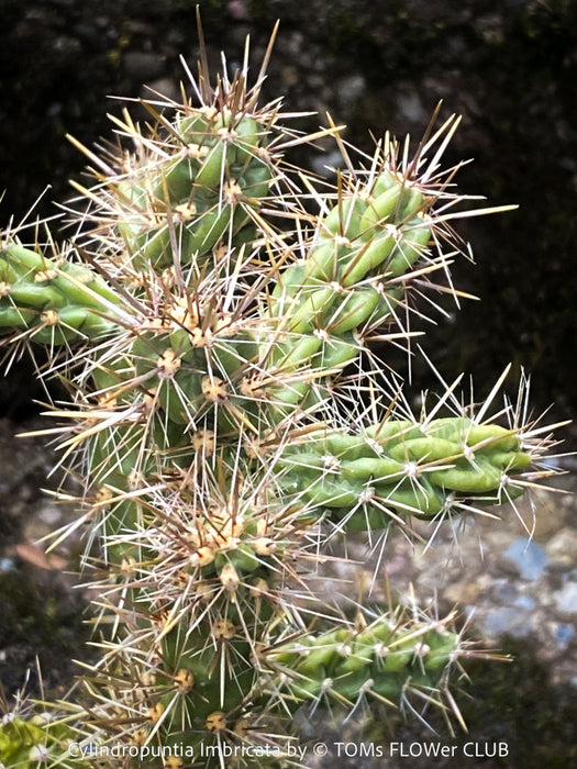 Cylindropuntia Imbricata