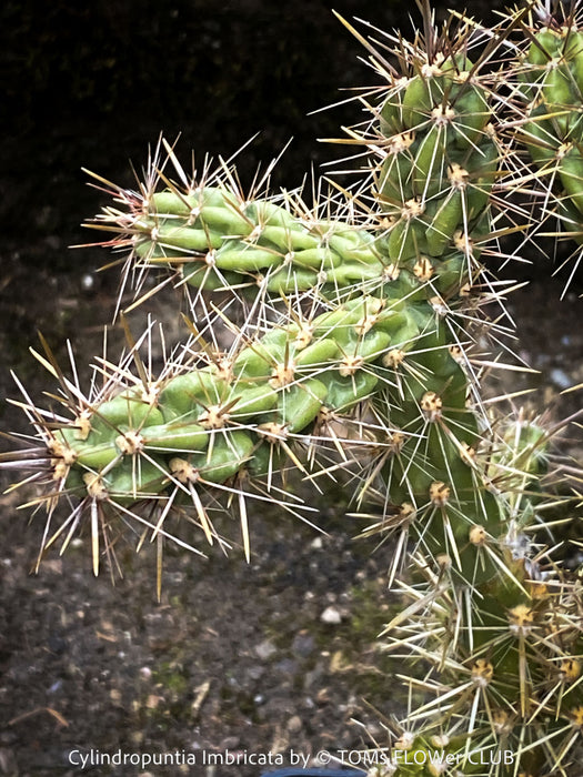 Cylindropuntia Imbricata