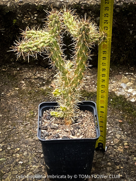 Cylindropuntia Imbricata