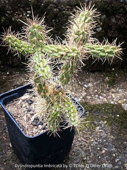 Cylindropuntia Imbricata