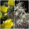 Cylindropuntia Whipplei - Grusonia Whipplei, organically grown hardy succulent plants and cactus for sale at TOMs FLOWer CLUB.