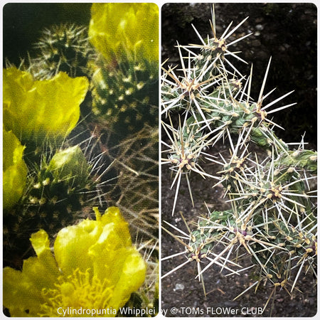 Cylindropuntia Whipplei - Grusonia Whipplei, organically grown hardy succulent plants and cactus for sale at TOMs FLOWer CLUB.