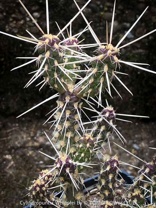 Cylindropuntia Whipplei - Grusonia Whipplei, organically grown hardy succulent plants and cactus for sale at TOMs FLOWer CLUB.