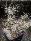 Cylindropuntia Whipplei - Grusonia Whipplei, organically grown hardy succulent plants and cactus for sale at TOMs FLOWer CLUB.