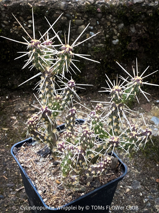 Cylindropuntia Whipplei - Grusonia Whipplei, organically grown hardy succulent plants and cactus for sale at TOMs FLOWer CLUB.