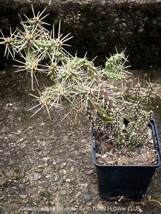 Cylindropuntia Whipplei - Grusonia Whipplei, organically grown hardy succulent plants and cactus for sale at TOMs FLOWer CLUB.