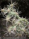 Cylindropuntia Whipplei - Grusonia Whipplei, organically grown hardy succulent plants and cactus for sale at TOMs FLOWer CLUB.
