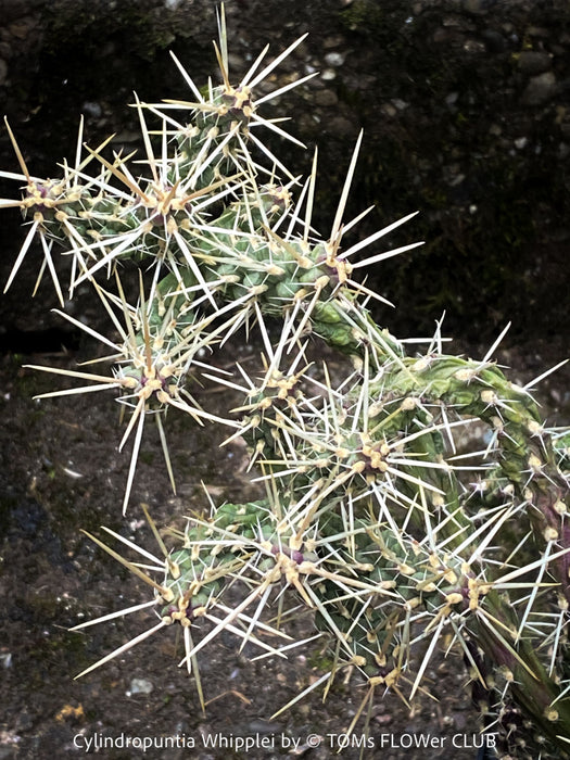 Cylindropuntia Whipplei - Grusonia Whipplei, organically grown hardy succulent plants and cactus for sale at TOMs FLOWer CLUB.