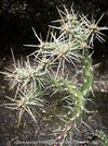 Cylindropuntia Whipplei - Grusonia Whipplei, organically grown hardy succulent plants and cactus for sale at TOMs FLOWer CLUB.