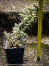 Cylindropuntia Whipplei - Grusonia Whipplei, organically grown hardy succulent plants and cactus for sale at TOMs FLOWer CLUB.