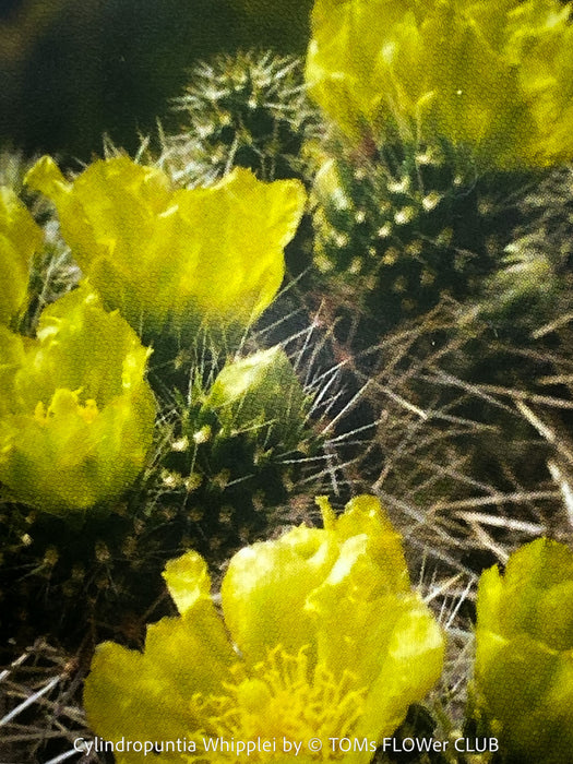Cylindropuntia Whipplei - Grusonia Whipplei, organically grown hardy succulent plants and cactus for sale at TOMs FLOWer CLUB.