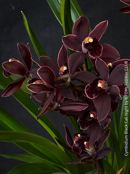 Cymbidium Black Cali Night Burgundy Orchid, burgundy flowering orchid, organically grown tropical plants for sale at TOMs FLOWer CLUB