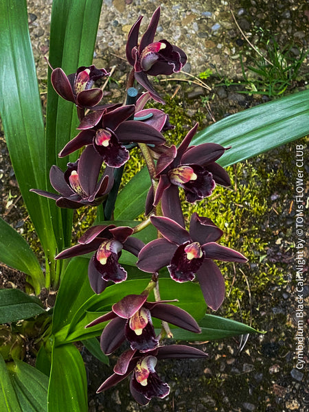 Cymbidium Black Cali Night Burgundy Orchid, burgundy flowering orchid, organically grown tropical plants for sale at TOMs FLOWer CLUB