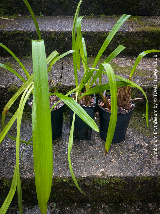 Cymbidium Erythraeum