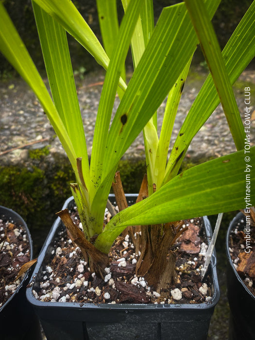 Cymbidium Erythraeum