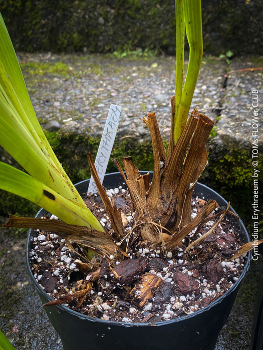 Cymbidium Erythraeum