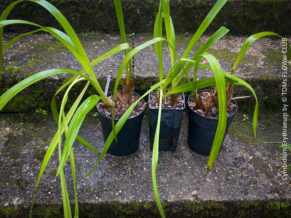 Cymbidium Erythraeum