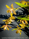 Cymbidium Erythraeum, green brown flowering orchid, organically grown tropical plants for sale at TOMs FLOWer CLUB