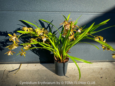 Cymbidium Erythraeum, green brown flowering orchid, organically grown tropical plants for sale at TOMs FLOWer CLUB