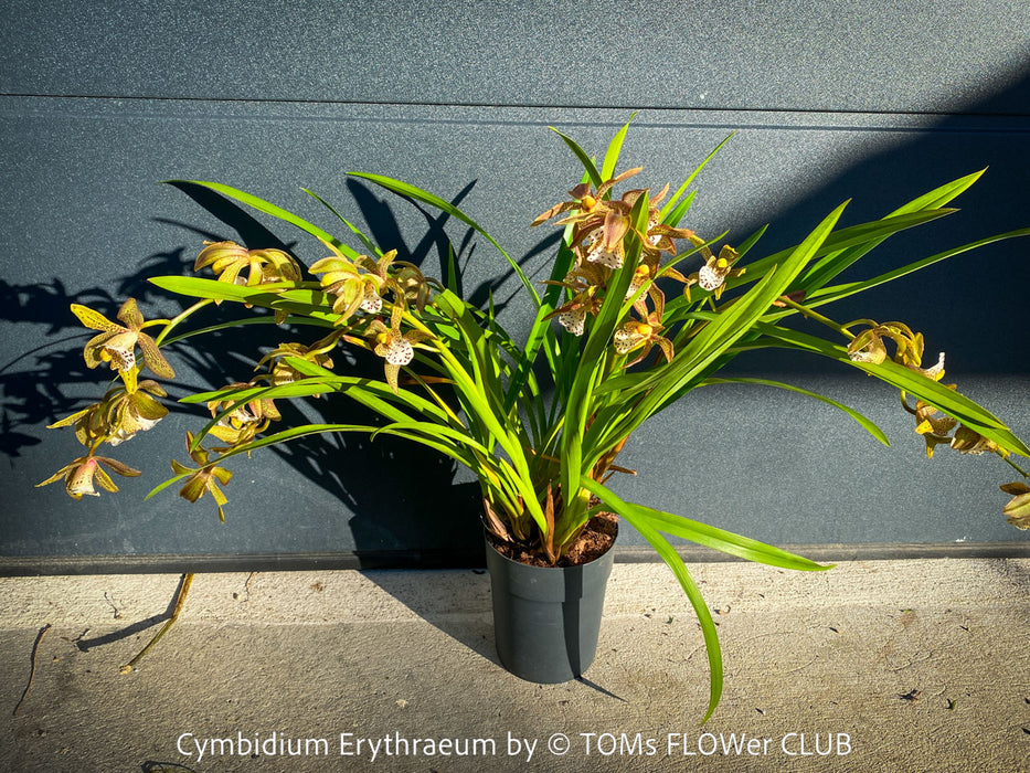 Cymbidium Erythraeum, green brown flowering orchid, organically grown tropical plants for sale at TOMs FLOWer CLUB