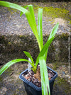 Cymbidium Erythraeum, green brown flowering orchid, organically grown tropical plants for sale at TOMs FLOWer CLUB