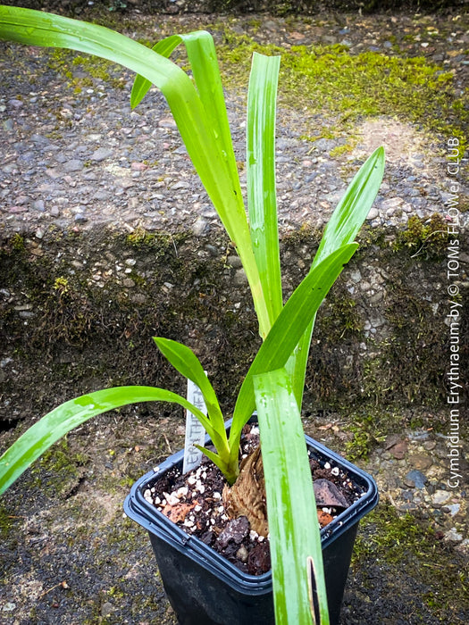 Cymbidium Erythraeum, green brown flowering orchid, organically grown tropical plants for sale at TOMs FLOWer CLUB