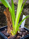 Cymbidium Erythraeum, green brown flowering orchid, organically grown tropical plants for sale at TOMs FLOWer CLUB