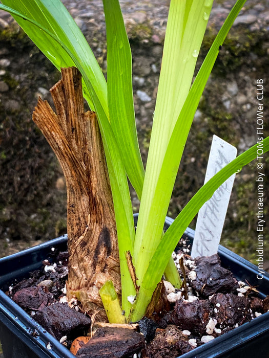Cymbidium Erythraeum, green brown flowering orchid, organically grown tropical plants for sale at TOMs FLOWer CLUB