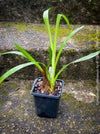 Cymbidium Erythraeum, green brown flowering orchid, organically grown tropical plants for sale at TOMs FLOWer CLUB