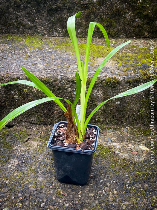 Cymbidium Erythraeum, green brown flowering orchid, organically grown tropical plants for sale at TOMs FLOWer CLUB