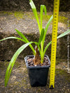 Cymbidium Erythraeum, green brown flowering orchid, organically grown tropical plants for sale at TOMs FLOWer CLUB