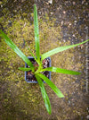 Cymbidium Erythraeum, green brown flowering orchid, organically grown tropical plants for sale at TOMs FLOWer CLUB