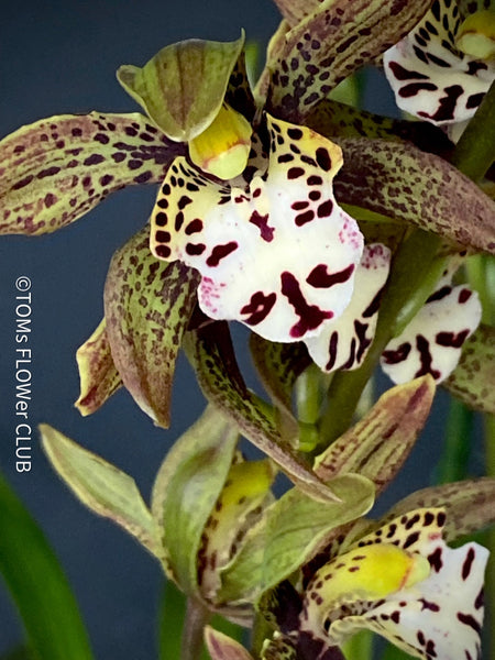 Cymbidium Erythraeum, green brown flowering orchid, organically grown tropical plants for sale at TOMs FLOWer CLUB