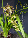 Cymbidium Erythraeum, green brown flowering orchid, organically grown tropical plants for sale at TOMs FLOWer CLUB