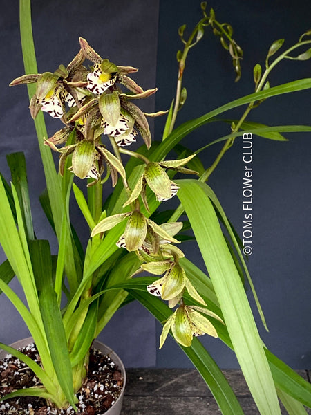 Cymbidium Erythraeum, green brown flowering orchid, organically grown tropical plants for sale at TOMs FLOWer CLUB