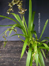 Cymbidium Erythraeum, green brown flowering orchid, organically grown tropical plants for sale at TOMs FLOWer CLUB