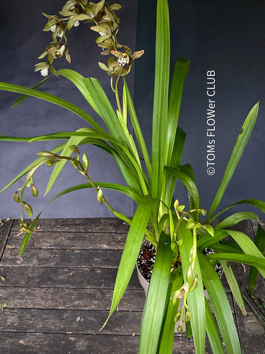 Cymbidium Erythraeum, green brown flowering orchid, organically grown tropical plants for sale at TOMs FLOWer CLUB