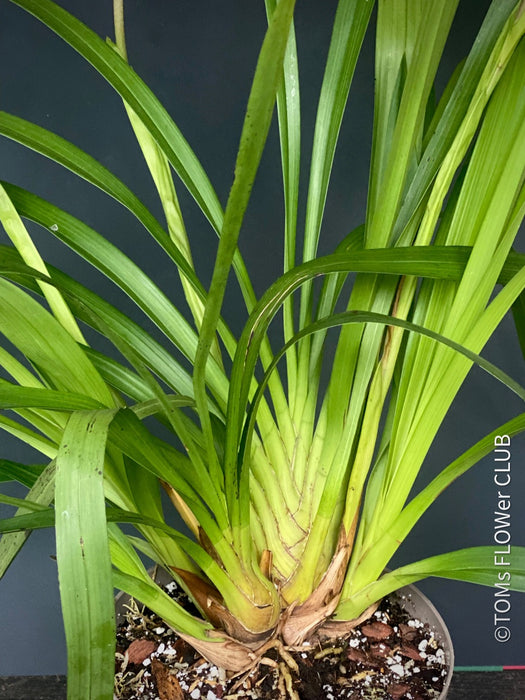 Cymbidium Erythraeum, green brown flowering orchid, organically grown tropical plants for sale at TOMs FLOWer CLUB