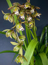 Cymbidium Erythraeum, green brown flowering orchid, organically grown tropical plants for sale at TOMs FLOWer CLUB