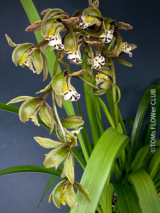 Cymbidium Erythraeum, green brown flowering orchid, organically grown tropical plants for sale at TOMs FLOWer CLUB