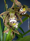 Cymbidium Erythraeum, green brown flowering orchid, organically grown tropical plants for sale at TOMs FLOWer CLUB