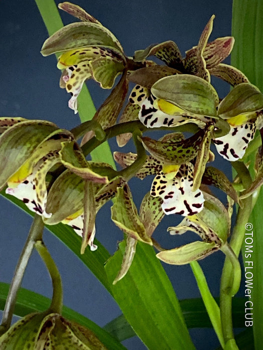 Cymbidium Erythraeum, green brown flowering orchid, organically grown tropical plants for sale at TOMs FLOWer CLUB 