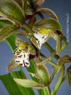 Cymbidium Erythraeum, green brown flowering orchid, organically grown tropical plants for sale at TOMs FLOWer CLUB